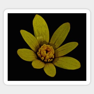 WOODLAND CELANDINE Sticker